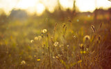 Allergy Season & Eyelash Extensions: Why Reactions Happen And How to Prevent Them